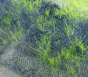 Проростание семян многолетних трав в геоматах